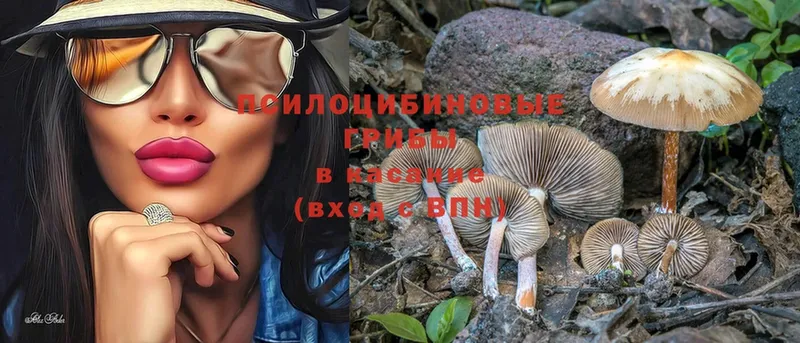 Псилоцибиновые грибы Psilocybe  закладка  Алексин 